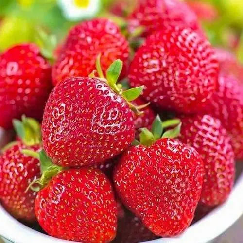 Клубника СИЛЬВИЯ  Клубника СИЛЬВИЯ в Кобрине