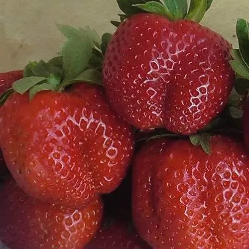 Клубника ДЕСТЕНИ  Клубника ДЕСТЕНИ в Кобрине