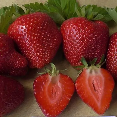 Клубника САНДРА  Клубника САНДРА в Кобрине