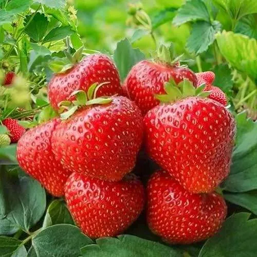 Клубника КИМБЕРЛИ  Клубника КИМБЕРЛИ в Кобрине