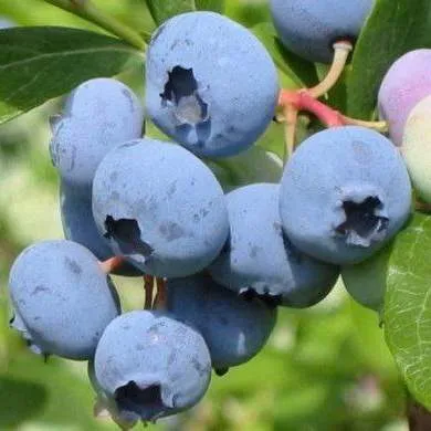 Поздние сорта в Кобрине