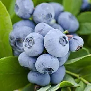 Ранние сорта в Кобрине