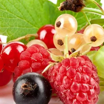 Плодовые кустарники  Плодовые кустарники в Кобрине