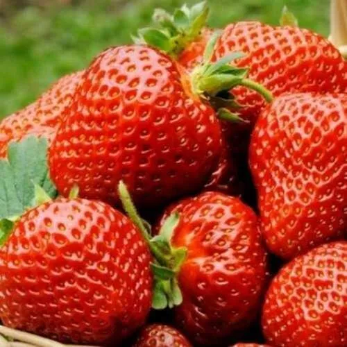 Клубника ФЛОРЕНС  Клубника ФЛОРЕНС в Кобрине