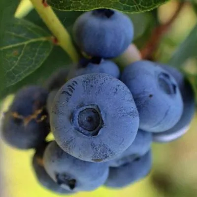 Средние сорта в Кобрине