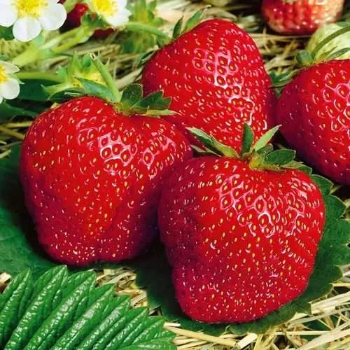 Клубника ВИМА ЗАНТА  Клубника ВИМА ЗАНТА в Кобрине