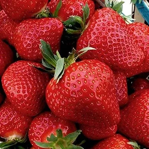 Клубника КЛЕРИ  Клубника КЛЕРИ в Кобрине