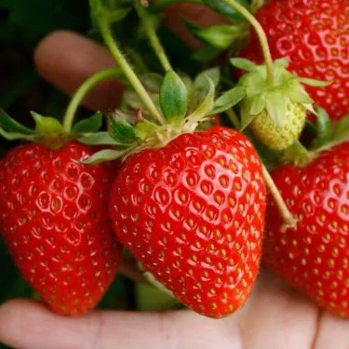 Клубника ПОРТОЛА ремонтантная  Клубника ПОРТОЛА ремонтантная в Кобрине