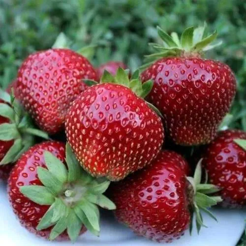 Клубника МАЛЬВИНА  Клубника МАЛЬВИНА в Кобрине