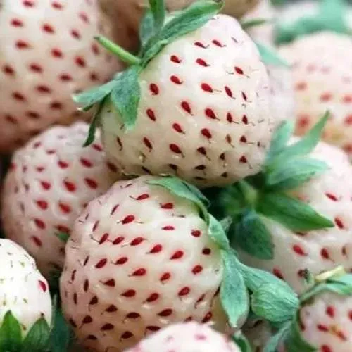 Клубника АНАНАСА ремонтантная  Клубника АНАНАСА ремонтантная в Кобрине