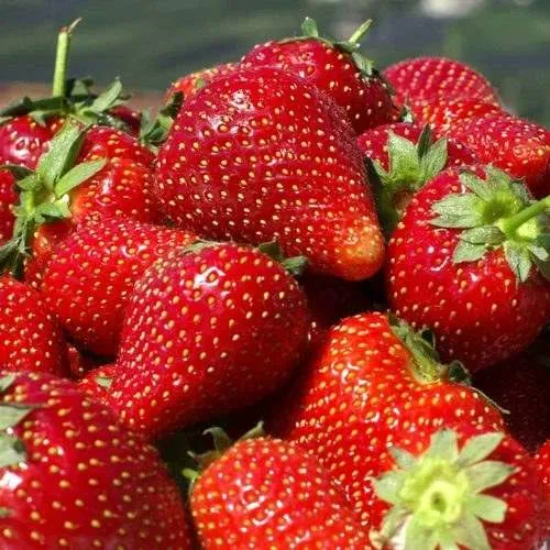 Клубника ПИРЧИНКЬЮ  Клубника ПИРЧИНКЬЮ в Кобрине