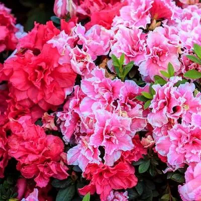 Декоративные растения  Декоративные растения в Кобрине