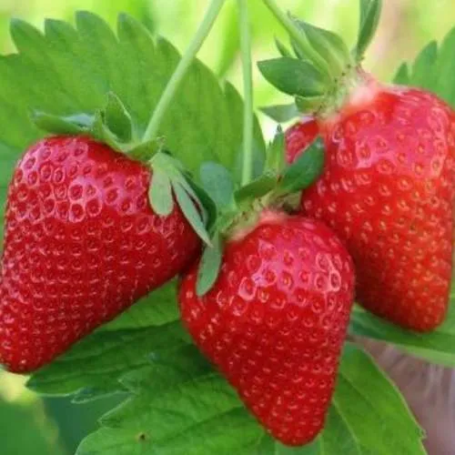 Клубника КЛОДИЯ  Клубника КЛОДИЯ в Кобрине