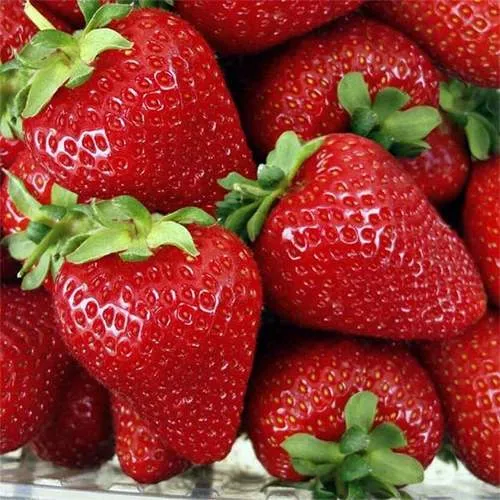 Клубника СКАЛА  Клубника СКАЛА в Кобрине