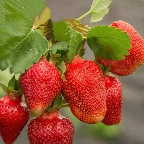 Клубника АЗИЯ  Клубника АЗИЯ в Кобрине