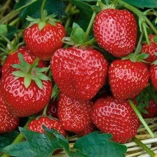 Клубника СЕЛЬВА ремонтантная  Клубника СЕЛЬВА ремонтантная в Кобрине