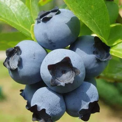 Сладкие сорта  в Кобрине