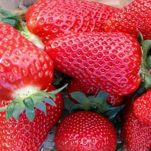 Клубника АМИ  Клубника АМИ в Кобрине