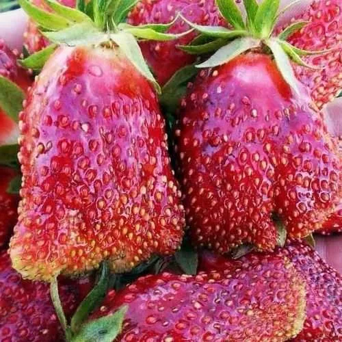 Клубника КУПЧИХА  Клубника КУПЧИХА в Кобрине