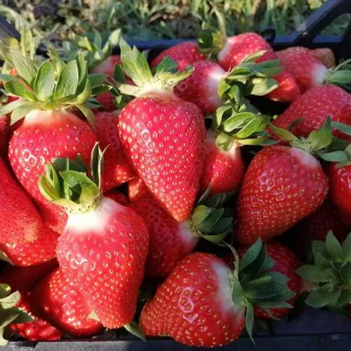 Клубника ЛЮЧИЯ  Клубника ЛЮЧИЯ в Кобрине