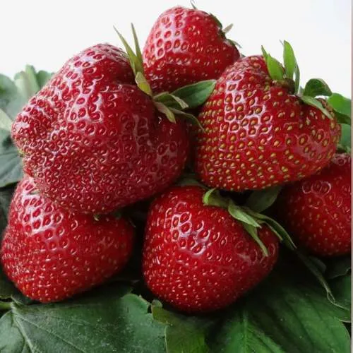 Клубника НАБИЛА  Клубника НАБИЛА в Кобрине