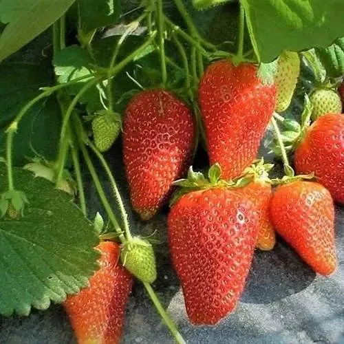 Клубника РОКСАНА  Клубника РОКСАНА в Кобрине