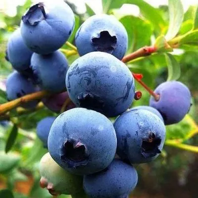 Низкорослые сорта  в Кобрине