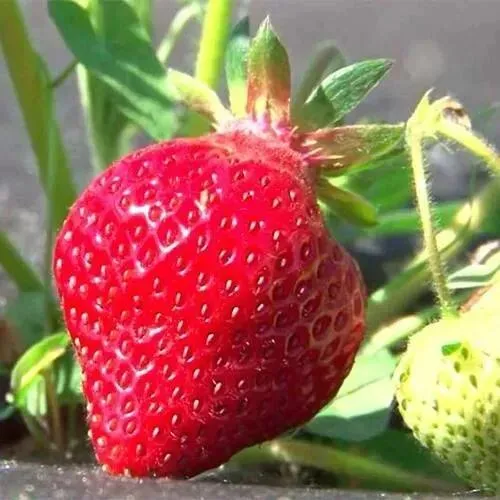 Клубника ХОНЕЙ  Клубника ХОНЕЙ в Кобрине