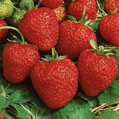 Клубника КОРОНА  Клубника КОРОНА в Кобрине