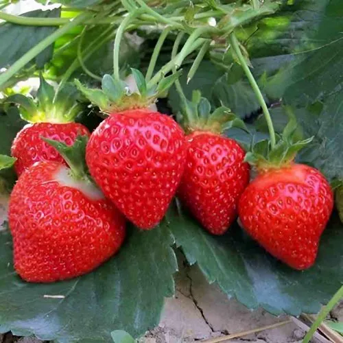 Клубника ТЕА  Клубника ТЕА в Кобрине