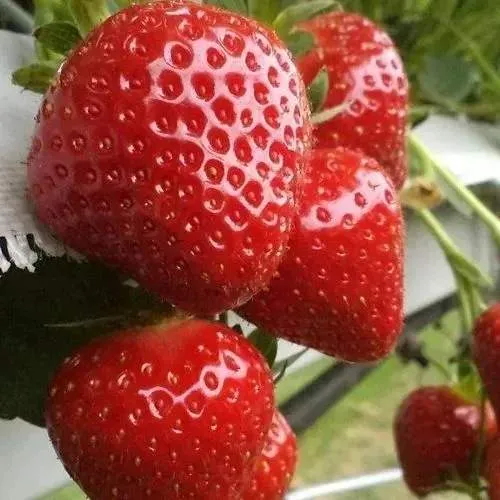 Клубника АРГЕНТЕРА  Клубника АРГЕНТЕРА в Кобрине