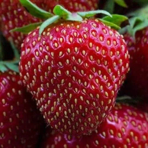 Клубника НАНДИ  Клубника НАНДИ в Кобрине