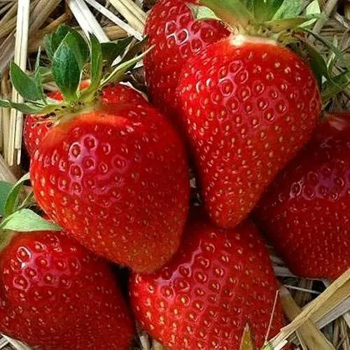 Клубника СИБИЛЛА  Клубника СИБИЛЛА в Кобрине