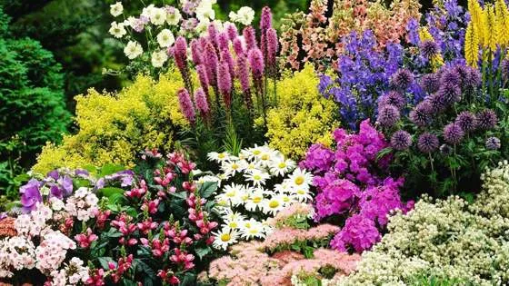 многолетнее травянистое растение.jpg многолетнее травянистое растение.jpg