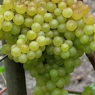 Виноград КИШМИШ 342 в Кобрине