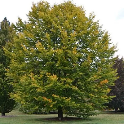 Бук лесной в Кобрине