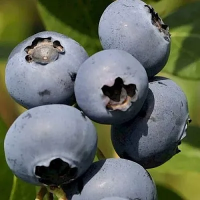 Голубика ЧАНДЛЕР в Кобрине