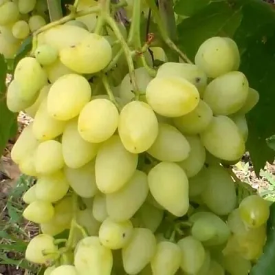 Виноград ЗАРНИЦА в Кобрине