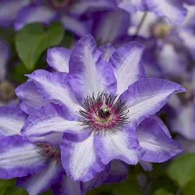 Клематис МОНИНГ СКАЙ  Клематис МОНИНГ СКАЙ в Кобрине