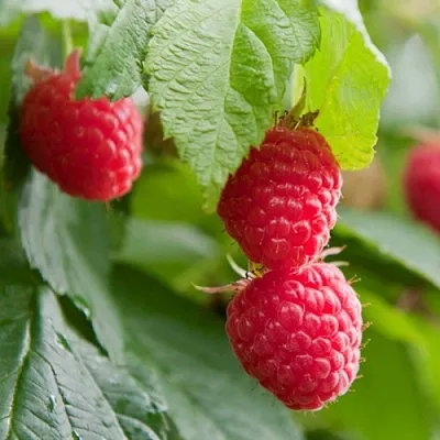 Малина МАРАВИЛЛА  Малина МАРАВИЛЛА в Кобрине