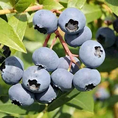 Голубика КРОЭТЭН в Кобрине