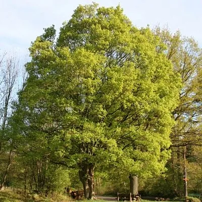 Клен полевой в Кобрине