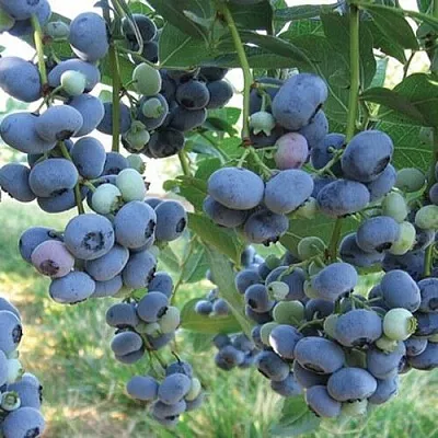 Голубика ЛИБЕРТИ в Кобрине