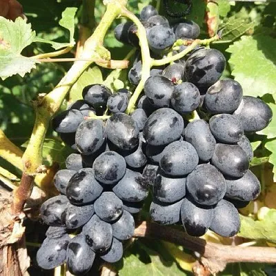 Виноград КИШМИШ АТТИКА в Кобрине