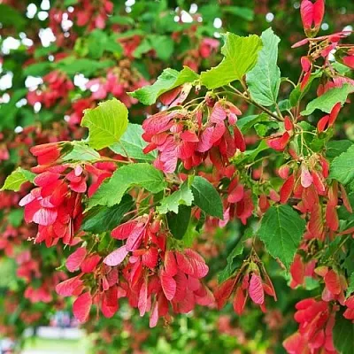 Клен татарский в Кобрине