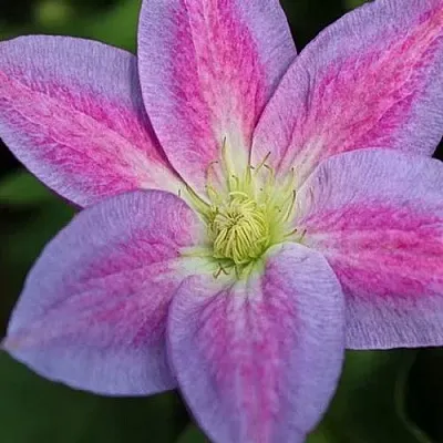 Клематис ЧЕЙНДЖ ОФ ХАРТ  Клематис ЧЕЙНДЖ ОФ ХАРТ в Кобрине