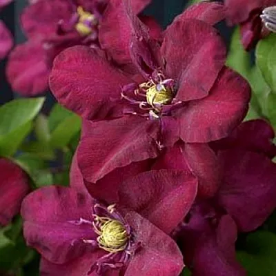 Клематис ЯН III СОБЕСКИ  Клематис ЯН III СОБЕСКИ в Кобрине