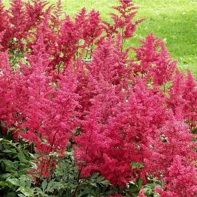 Астильба СКАЙСКРЕЙПЕР китайская  Астильба СКАЙСКРЕЙПЕР китайская в Кобрине