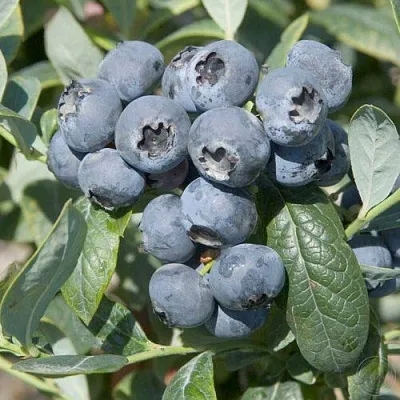 Голубика БРИГИТТА в Кобрине