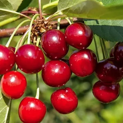 Вишня ЛЮБСКАЯ в Кобрине